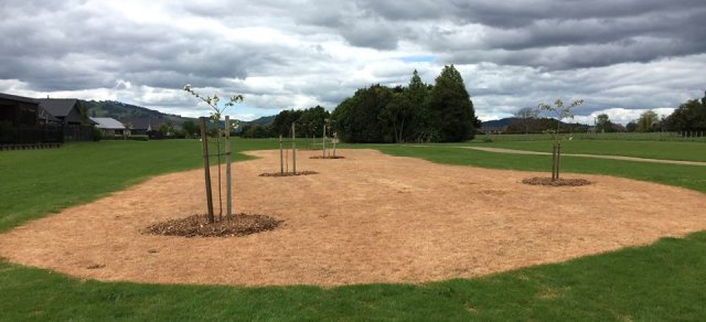 Planting flowering cherries 3